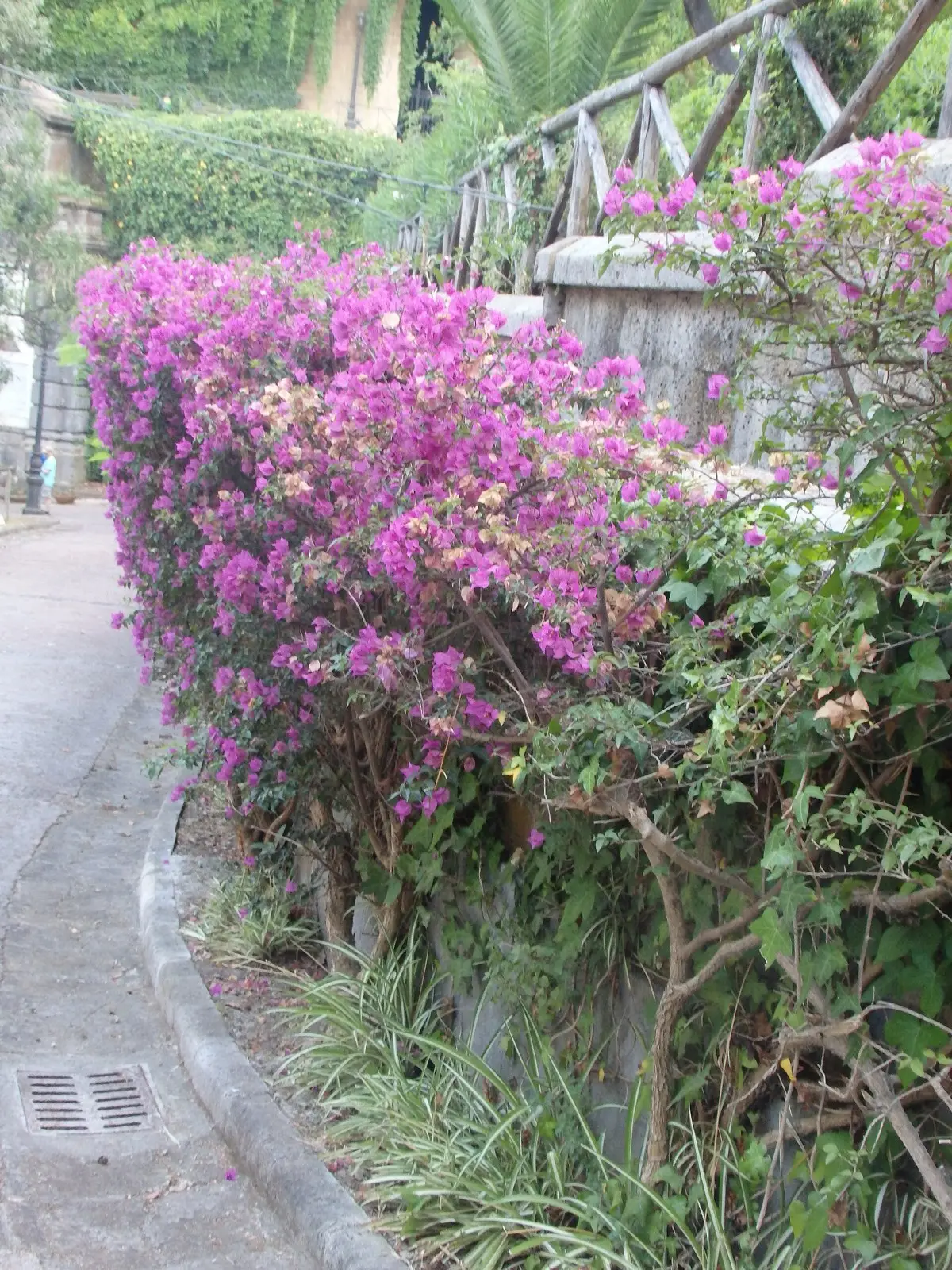 Bougainvillea in full pink bloom along the path up to Virgil's tomb